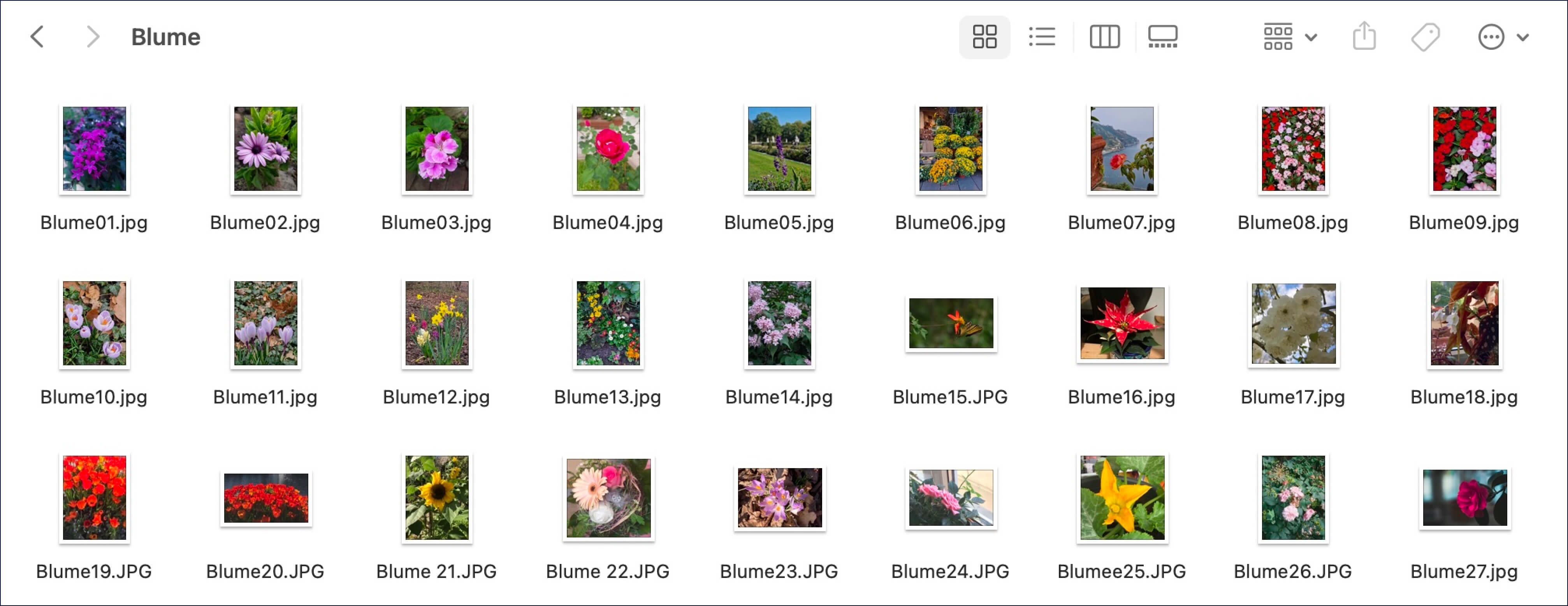 Screenshot: Ein Computerordner mit den einzelnen Bildern des Datensatzes „Blume".