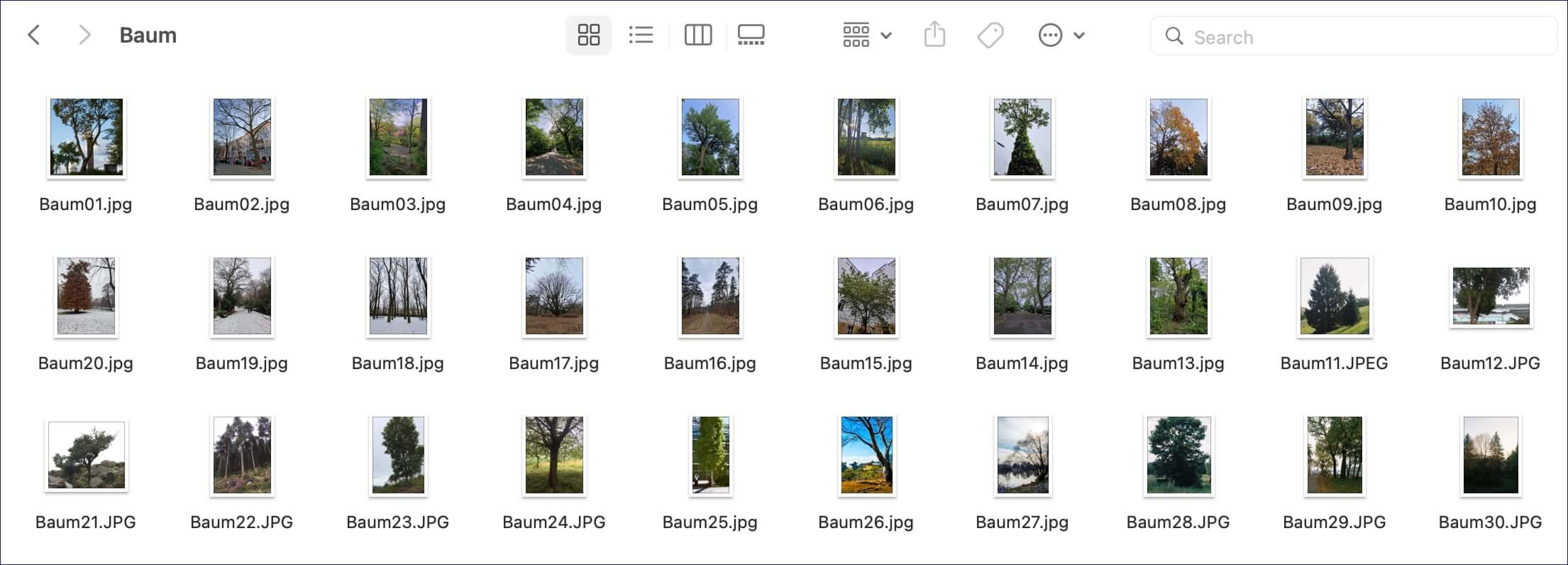 Screenshot eines Computerordners mit vielen Bildern von Bäumen