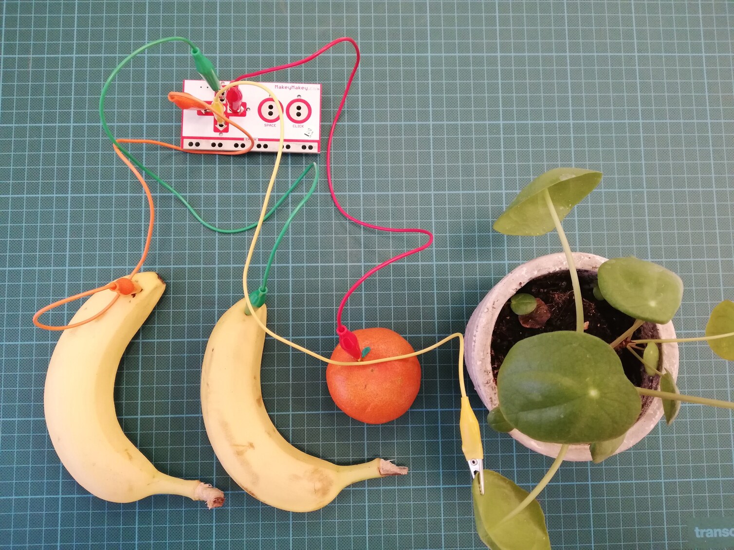 Makey Makey verbunden mit zwei Bananen, einer Mandarine und einer Pflanze