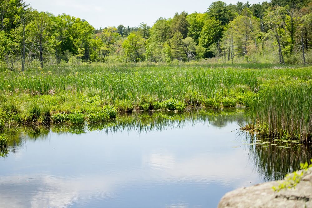 Ein See in einer grünen Landschaft