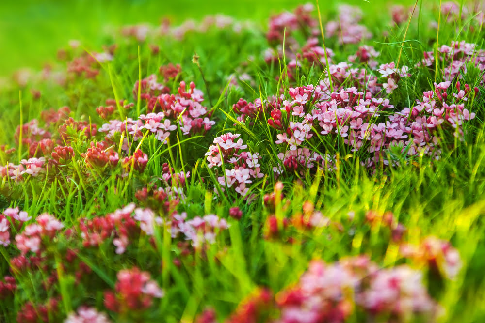 Pinke Blumen auf einer Wiese