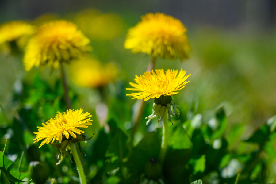 Eine Wiese mit gelben Blumen.