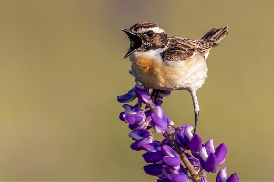 Ein Vogel sitzt auf einer lila Blüte und singt.